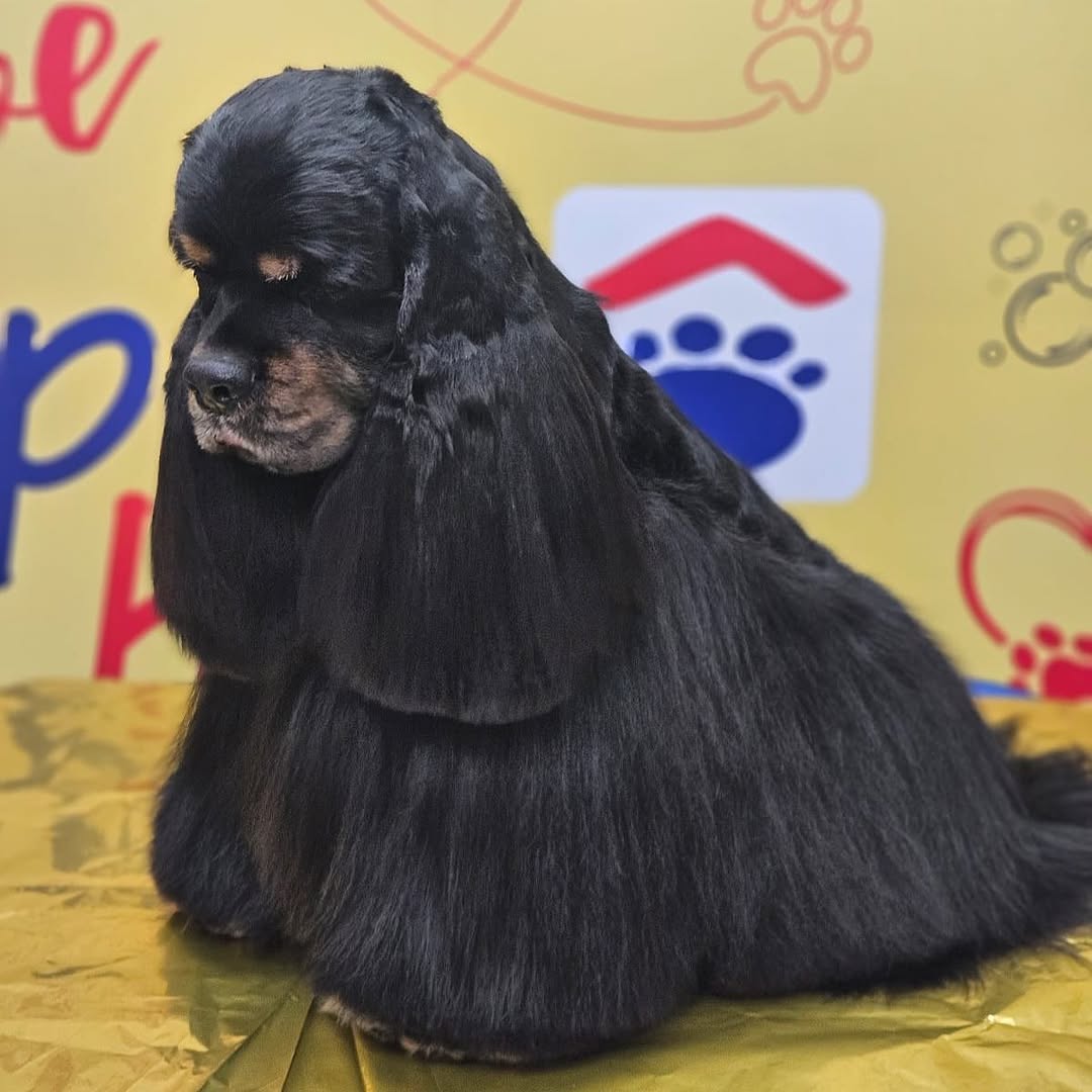 Cocker preto com pelagem em padrão de raça