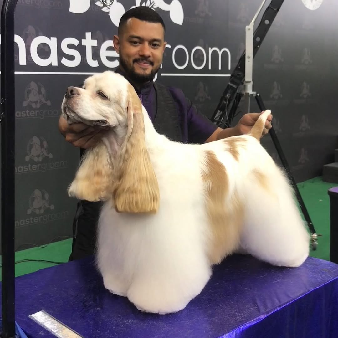 Tarcizo Júnior ao lado de cocker spaniel americano no Master Groom Brasil 2024