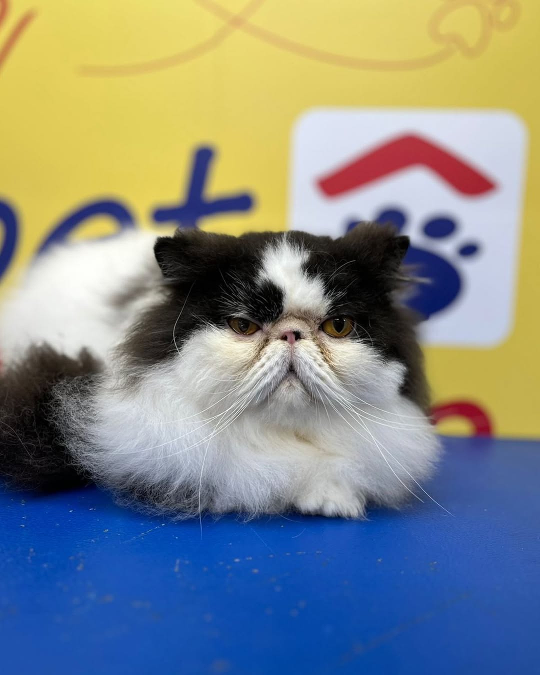 Gato Persa bicolor preto e branco em pose