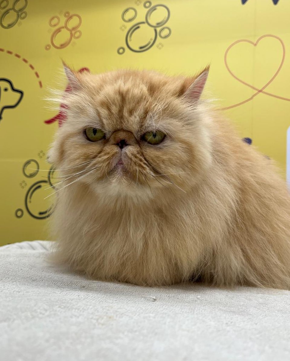 Gato Persa laranja deitado, olhos verdes