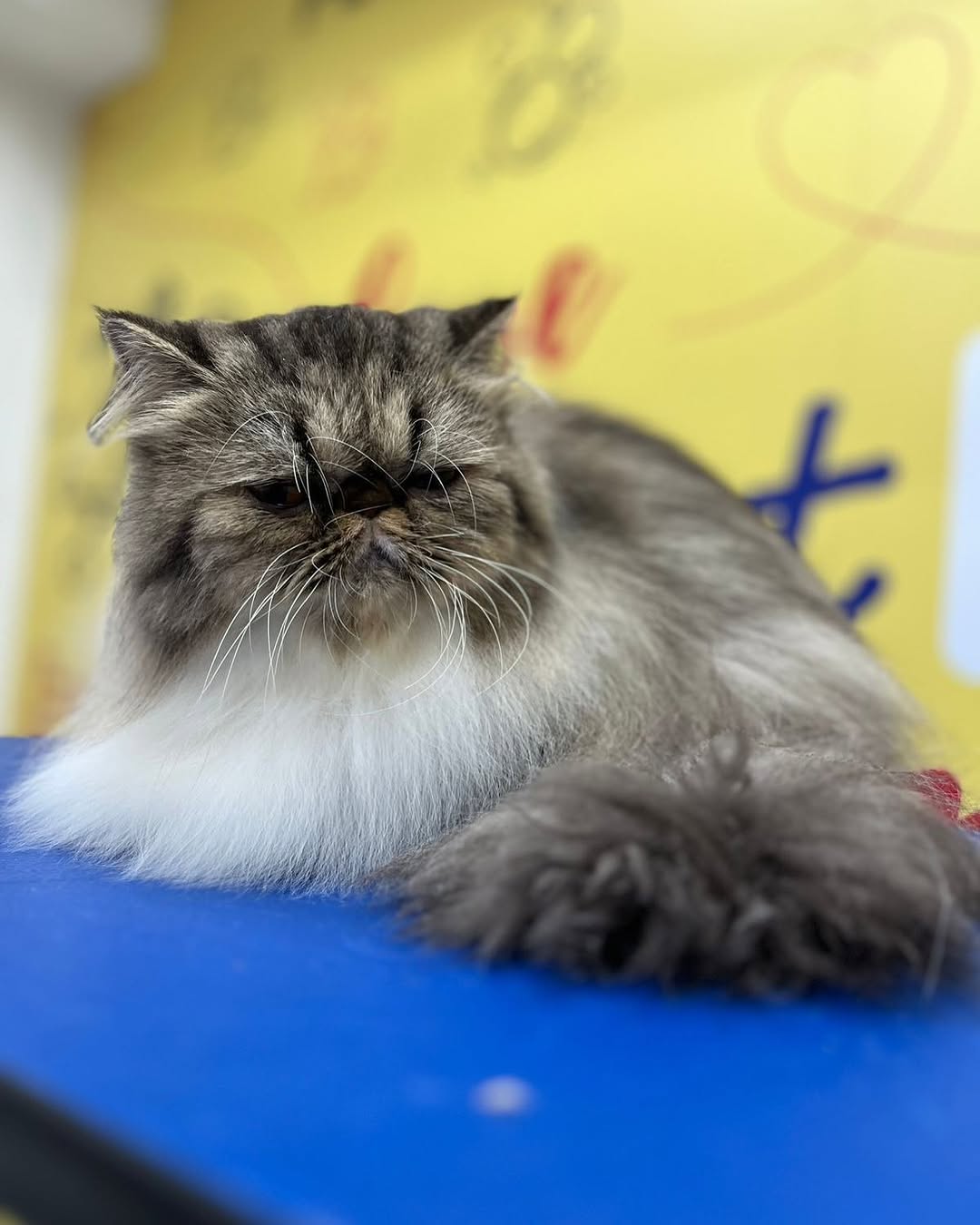 Gato Persa tabby cinza em pose lateral
