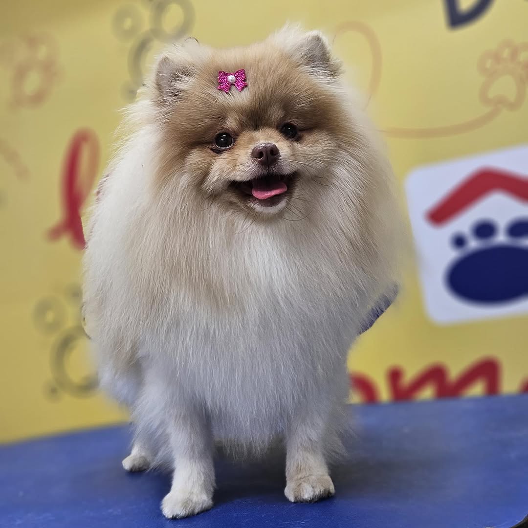 Pomeranian creme com laço rosa, pelagem volumosa