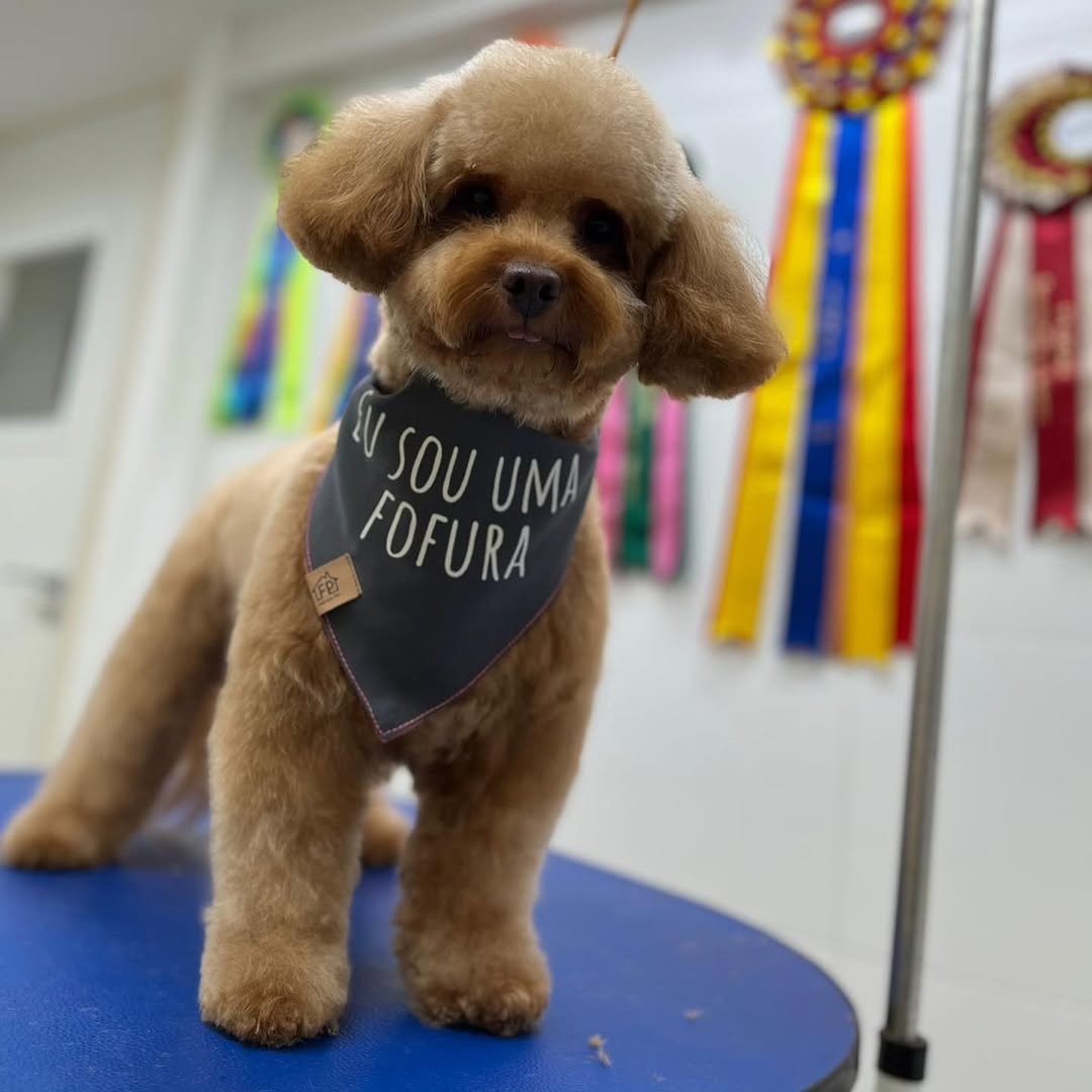Poodle toy marrom em pose de pé, bandana