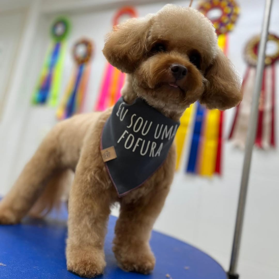 Poodle toy marrom com bandana, retrato inclinado