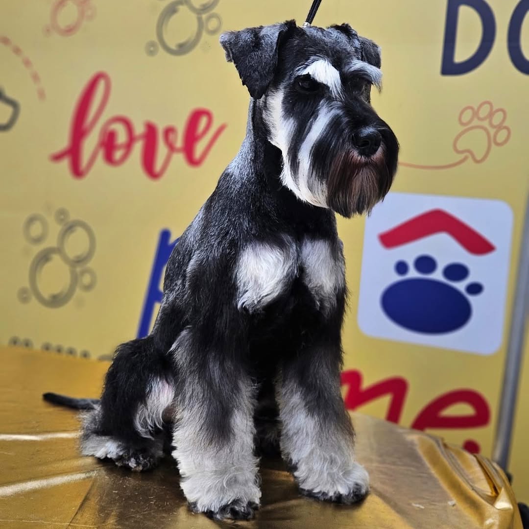 Schnauzer miniatura sentado de frente, acabamento de raça