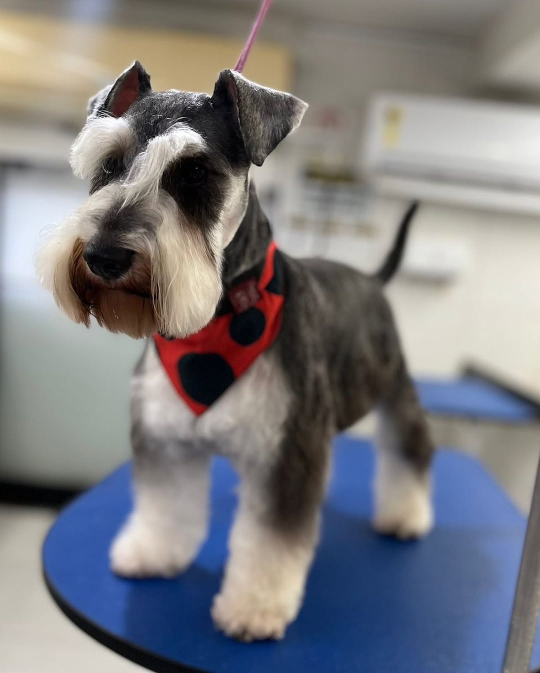 Schnauzer miniatura de perfil, barba pronunciada