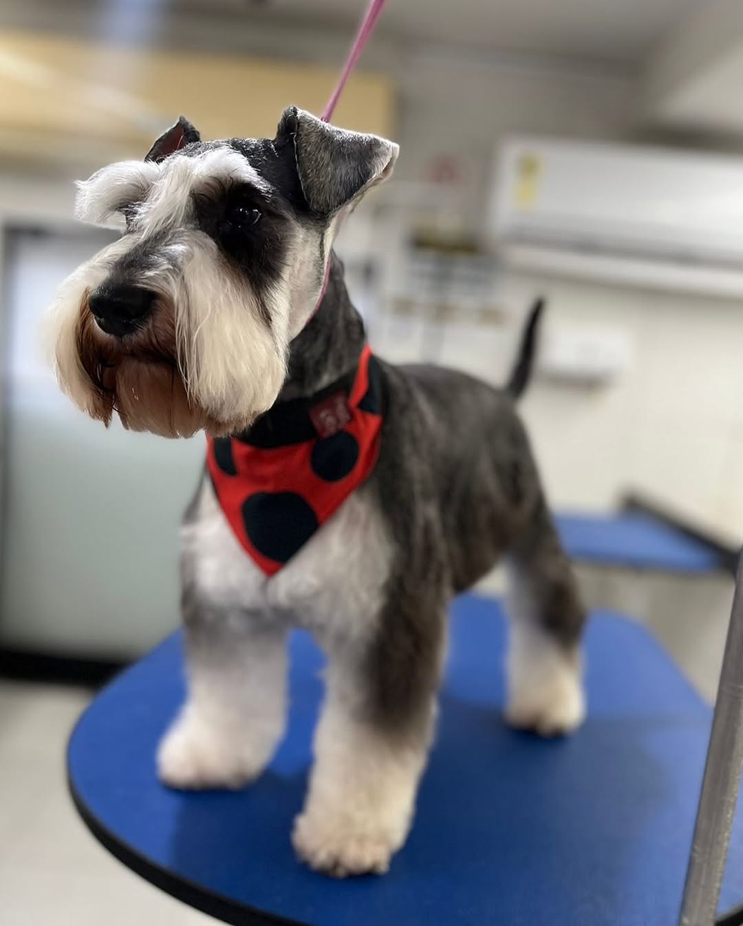 Schnauzer miniatura em stack com bandana joaninha