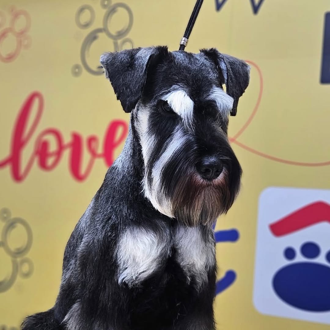 Schnauzer miniatura em pose, sobrancelha definida