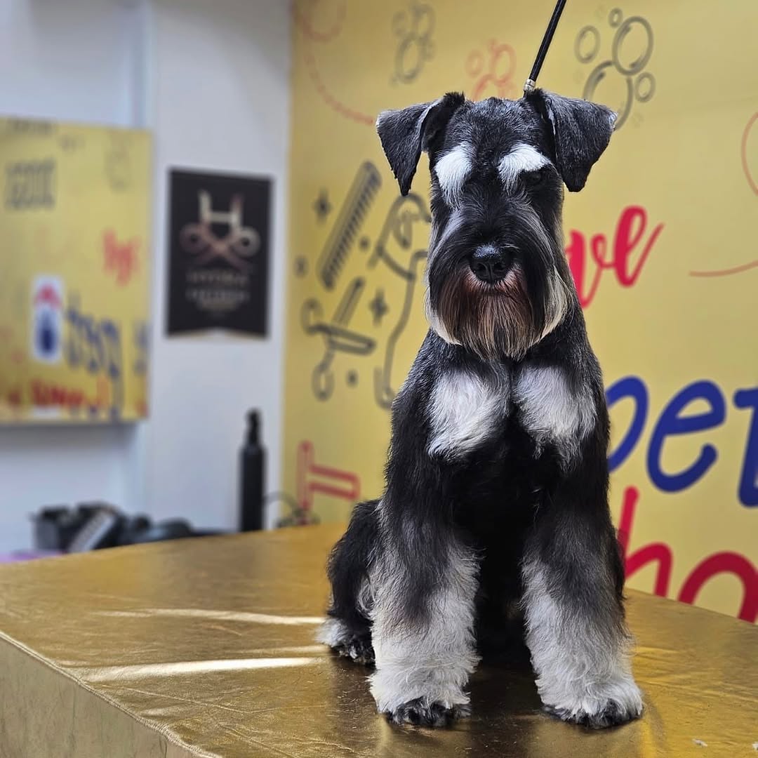 Schnauzer miniatura sentado, padrão tradicional