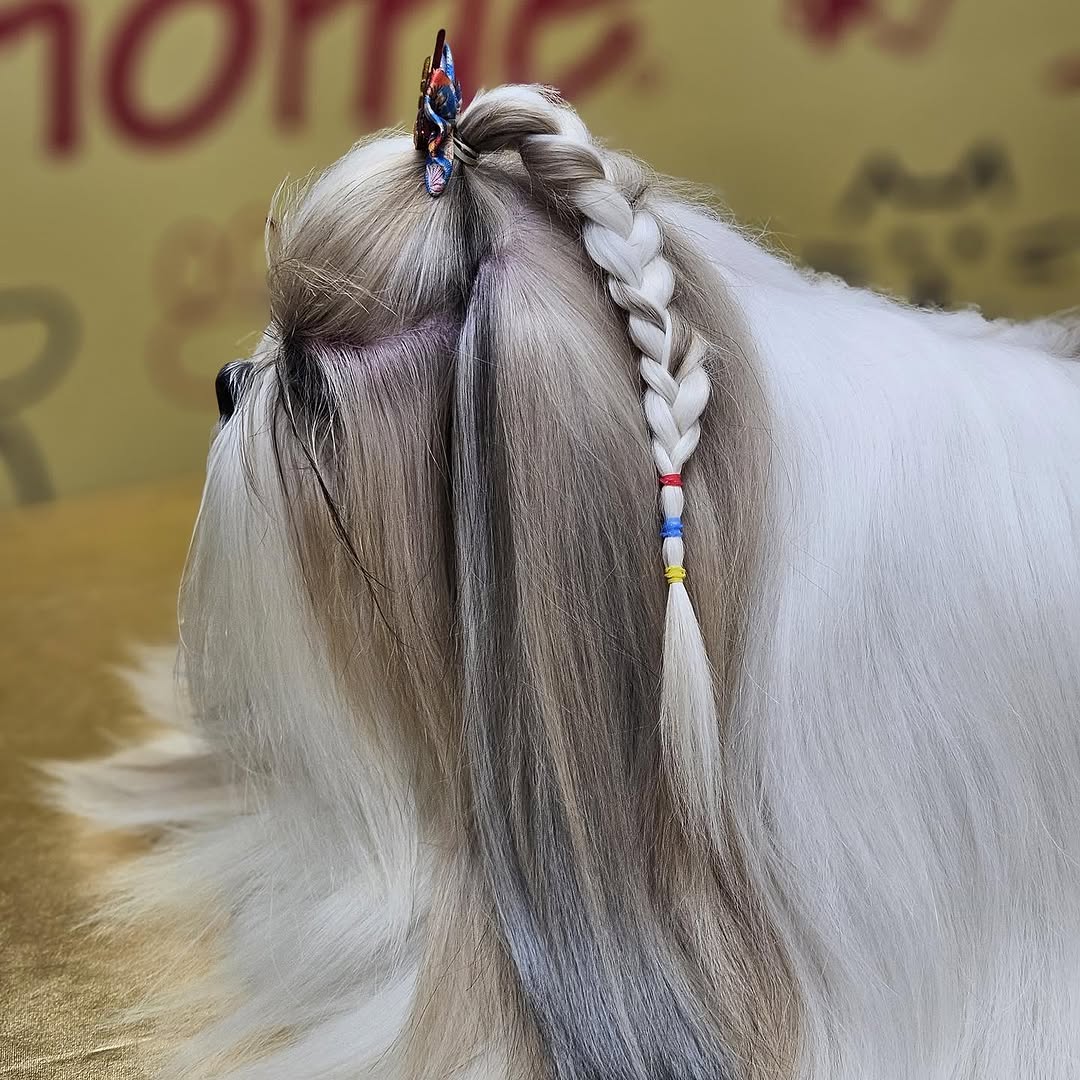Shih Tzu com trança lateral em pose de exposição