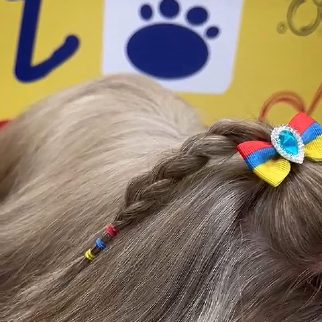 Shih Tzu com laços coloridos Colômbia, topknot duplo