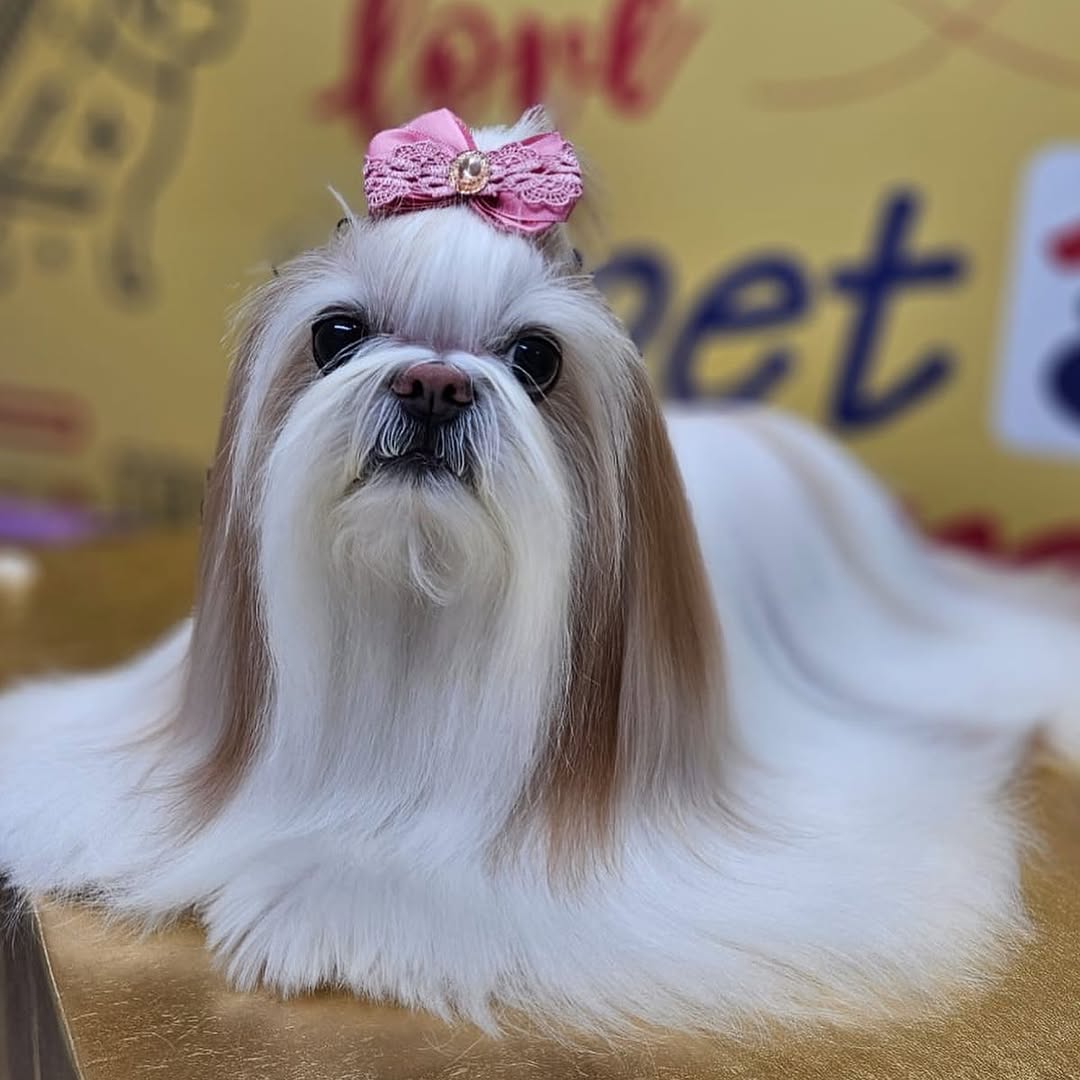 Shih Tzu deitado em pose de salão, laço rosa