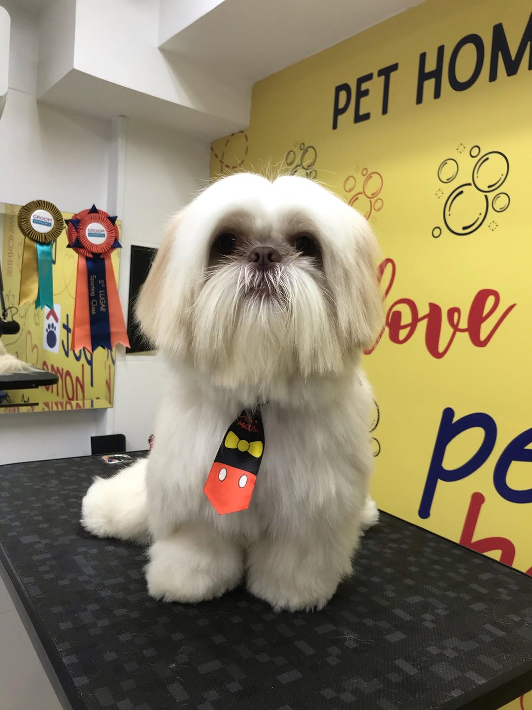 Shih Tzu branco com gravata Mickey