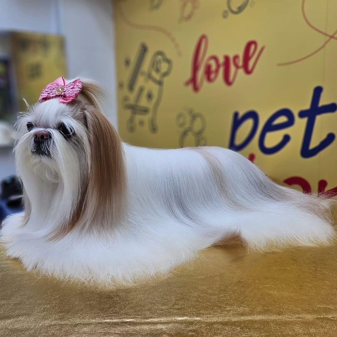 Shih Tzu com laço rosa, retrato fechado