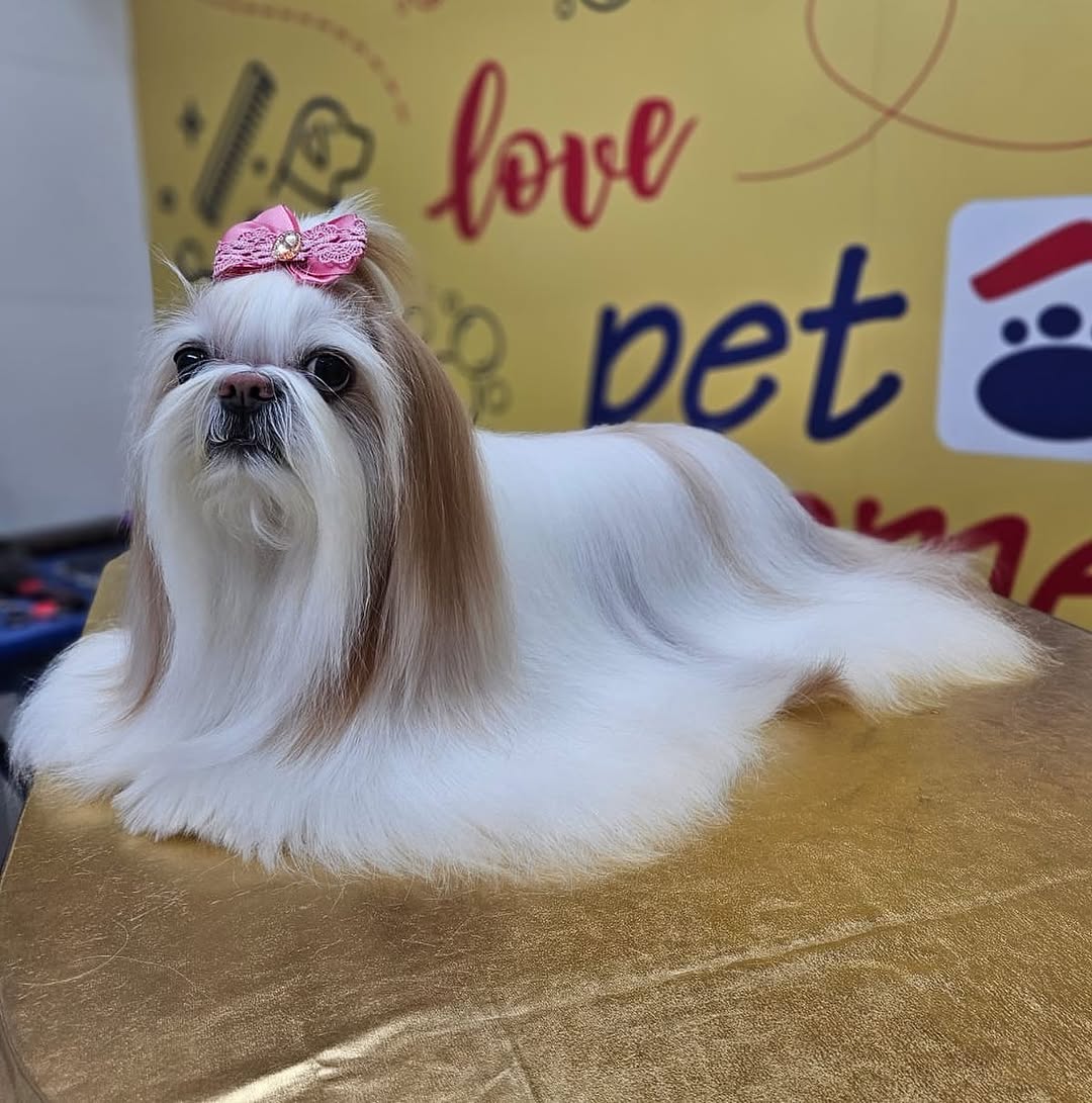 Shih Tzu de perfil, laço rosa