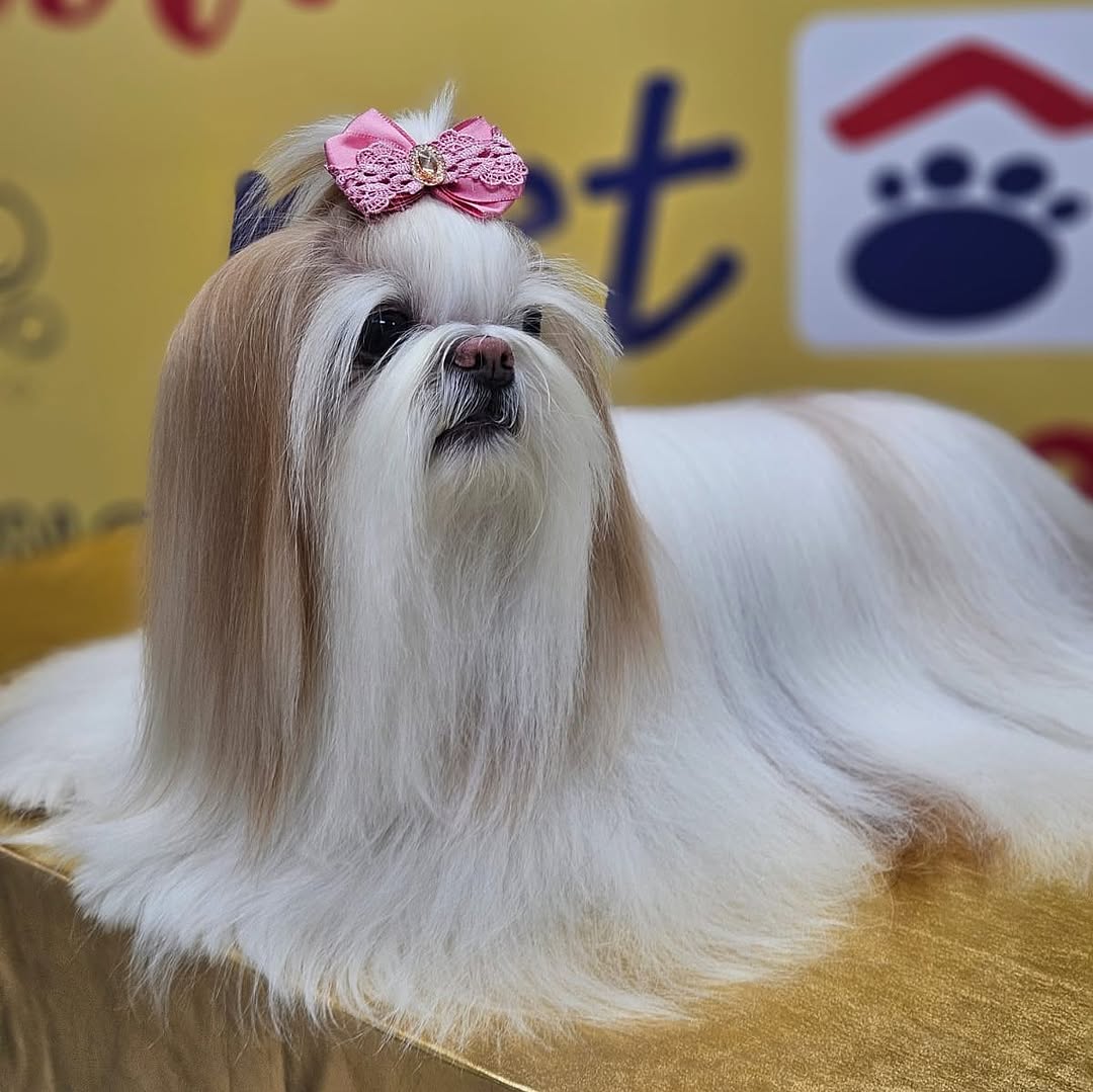 Shih Tzu show coat frente, pelagem longa dourada