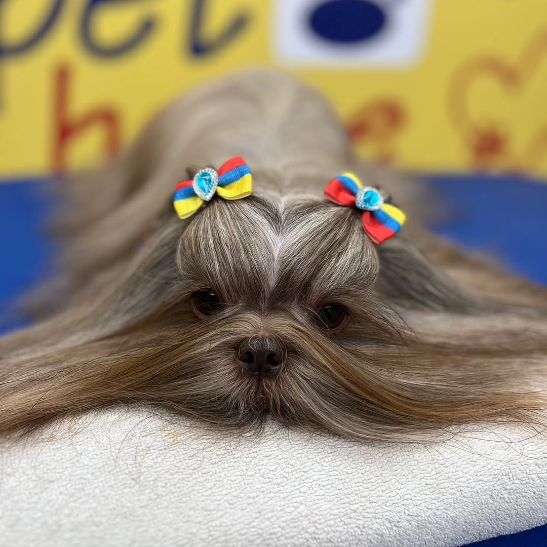 Shih Tzu em stack lateral mostrando comprimento de pelagem